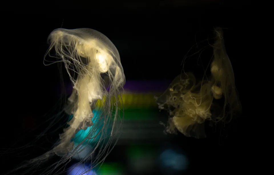 Jellyfish