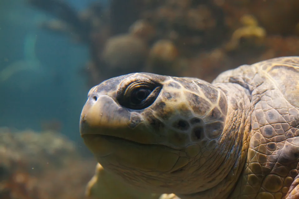 Myrtle the Green Sea Turtle