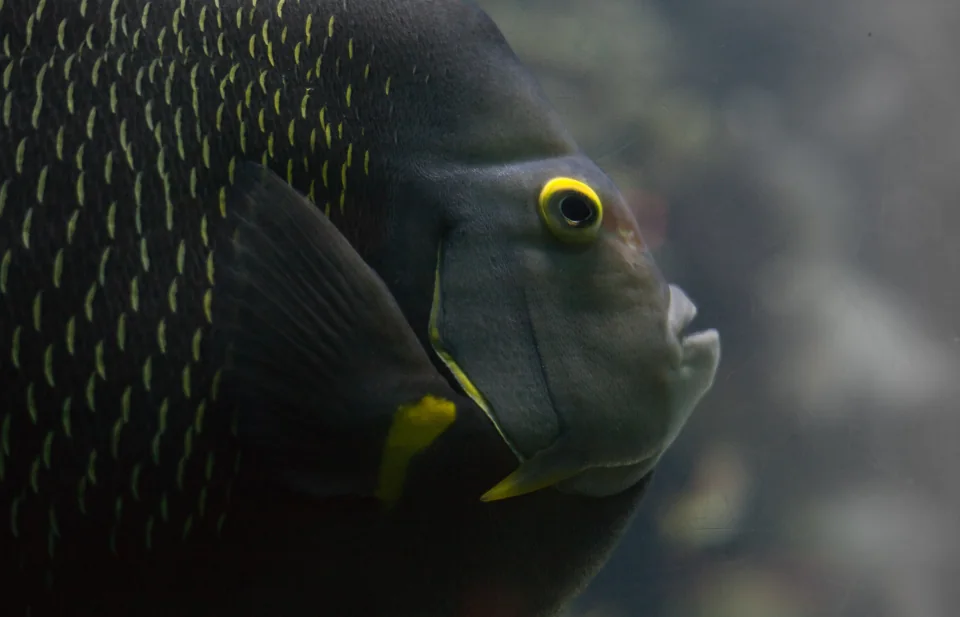 Tropical fish
