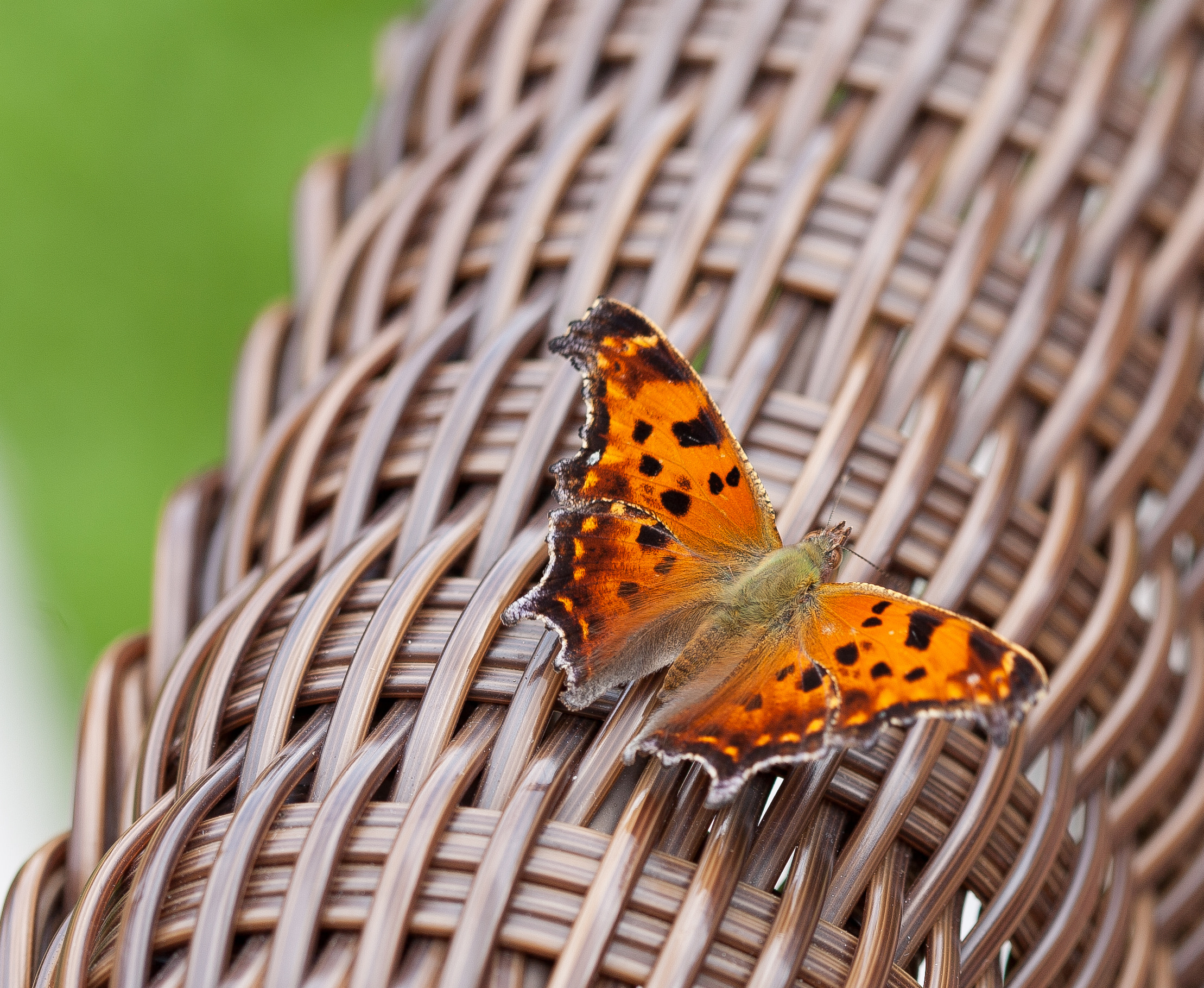 Eastern Comma butterfly (Polygonia comma)