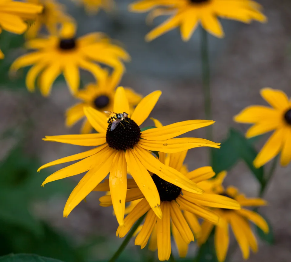 Bee