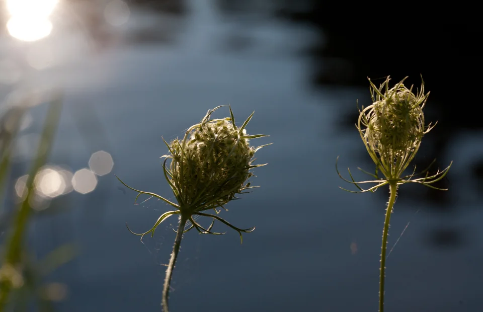 Wildflowers at sunset