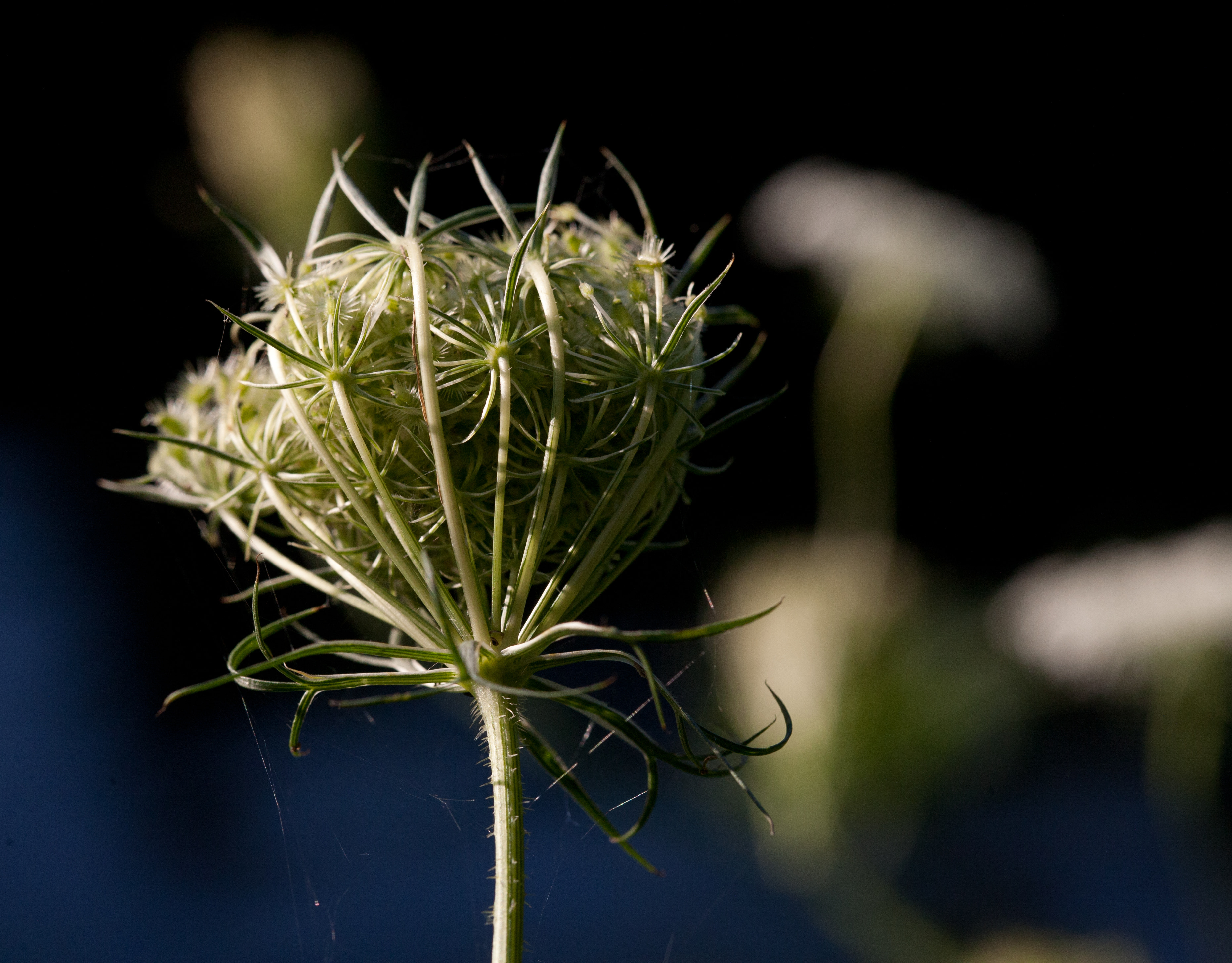 Wildflowers at sunset