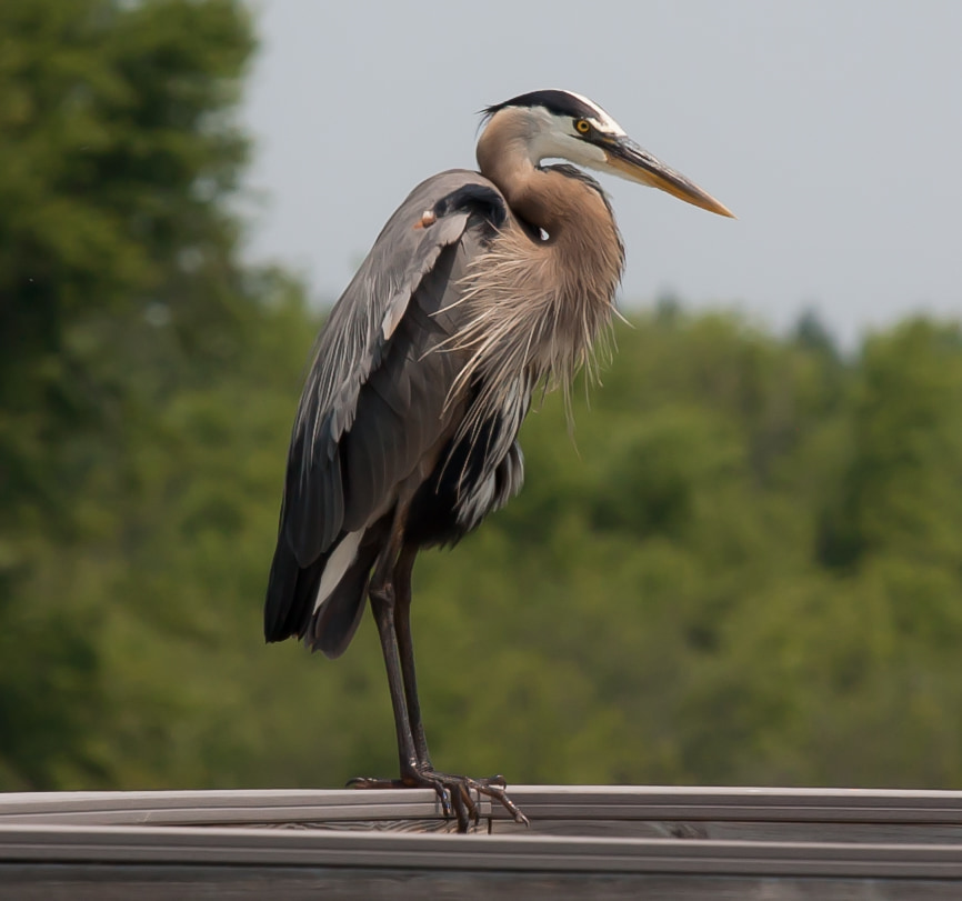 Great Blue Heron
