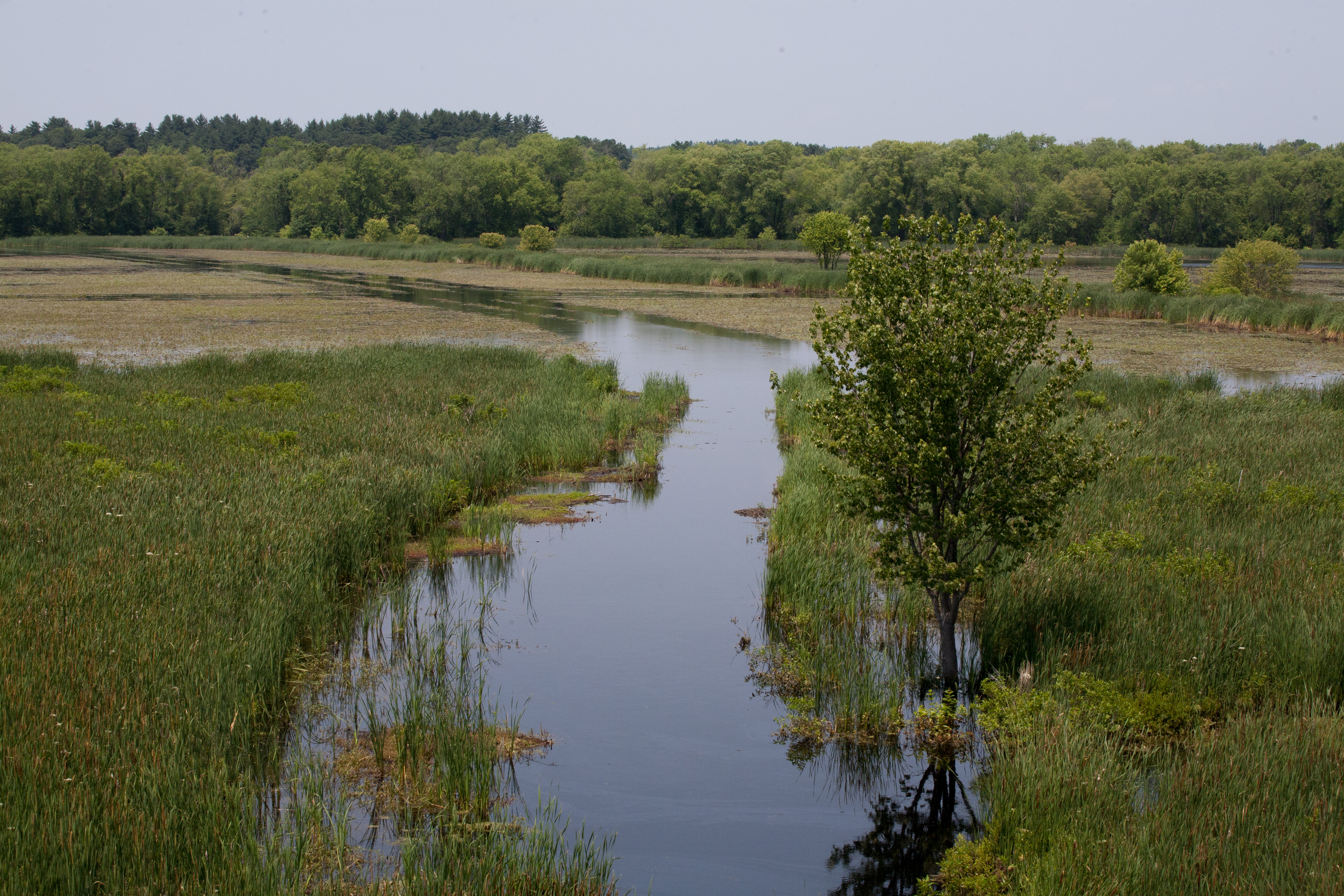 Great Meadows, Concord, MA