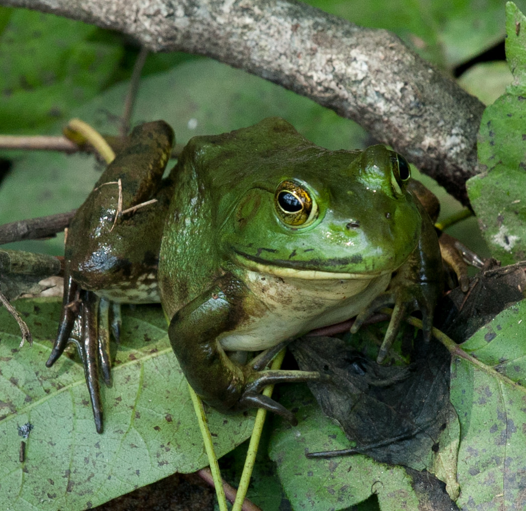 Northern Green Frog (Rana clamitans)