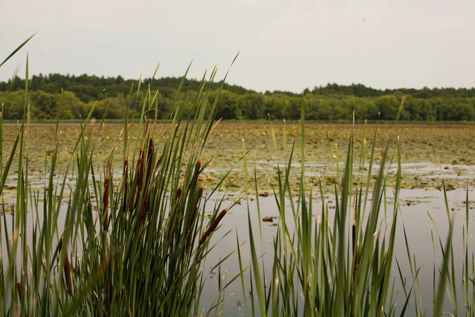 Great Meadows, Concord, MA