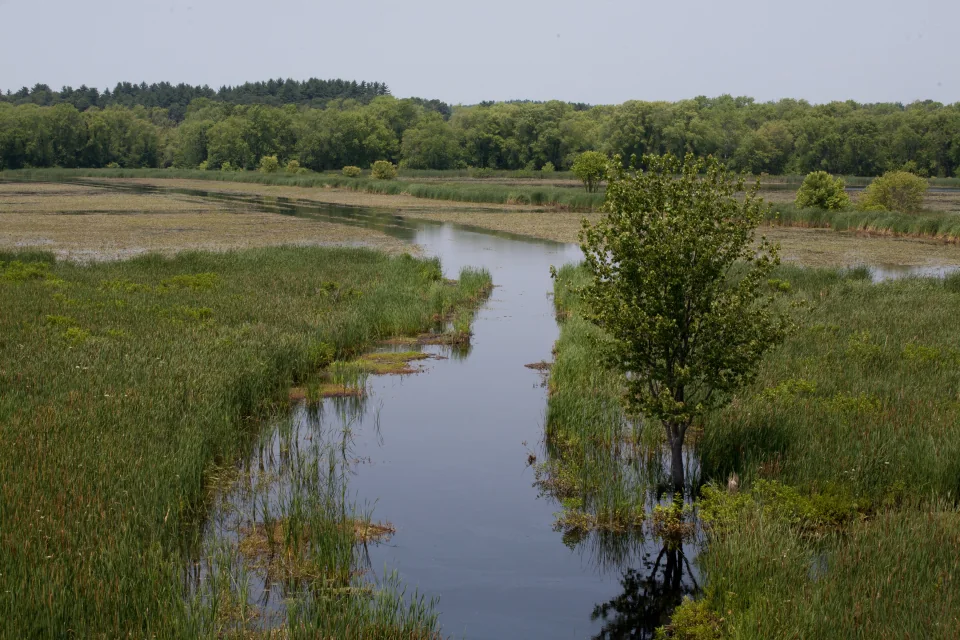 Great Meadows, Concord, MA