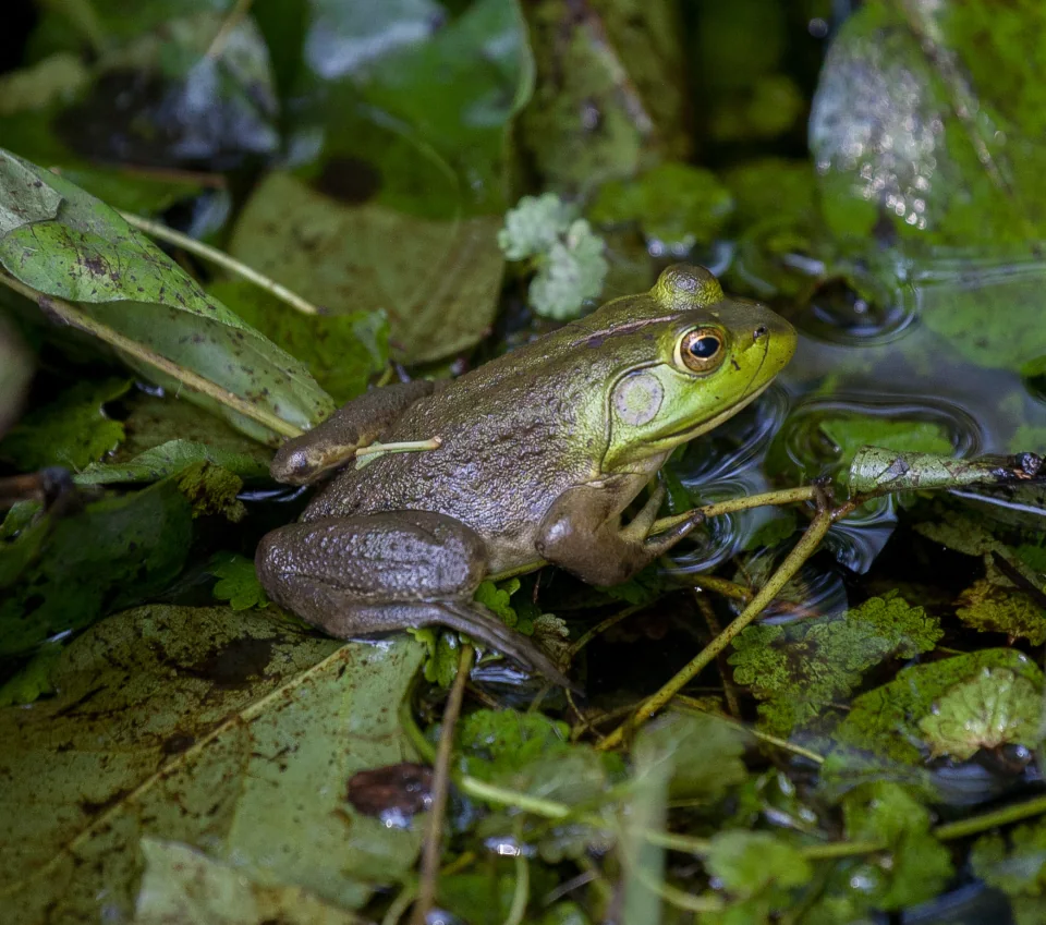 Bullfrog in pond