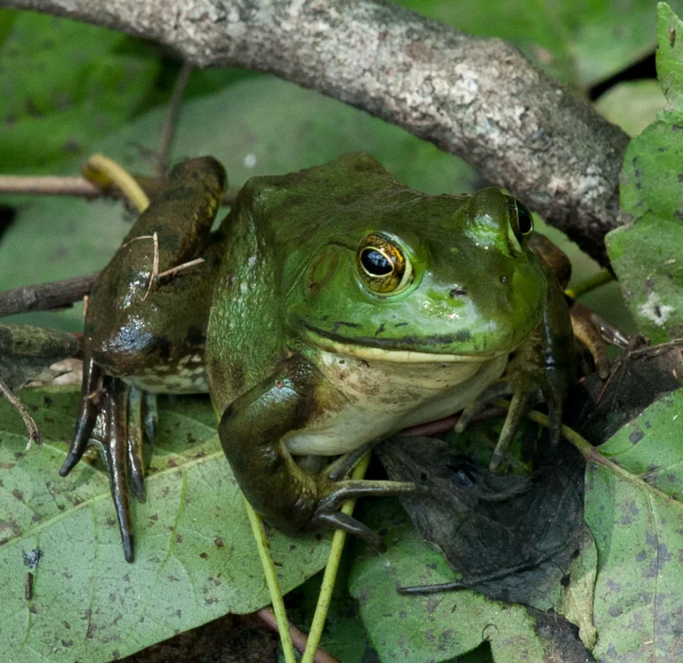 Northern Green Frog (Rana clamitans)