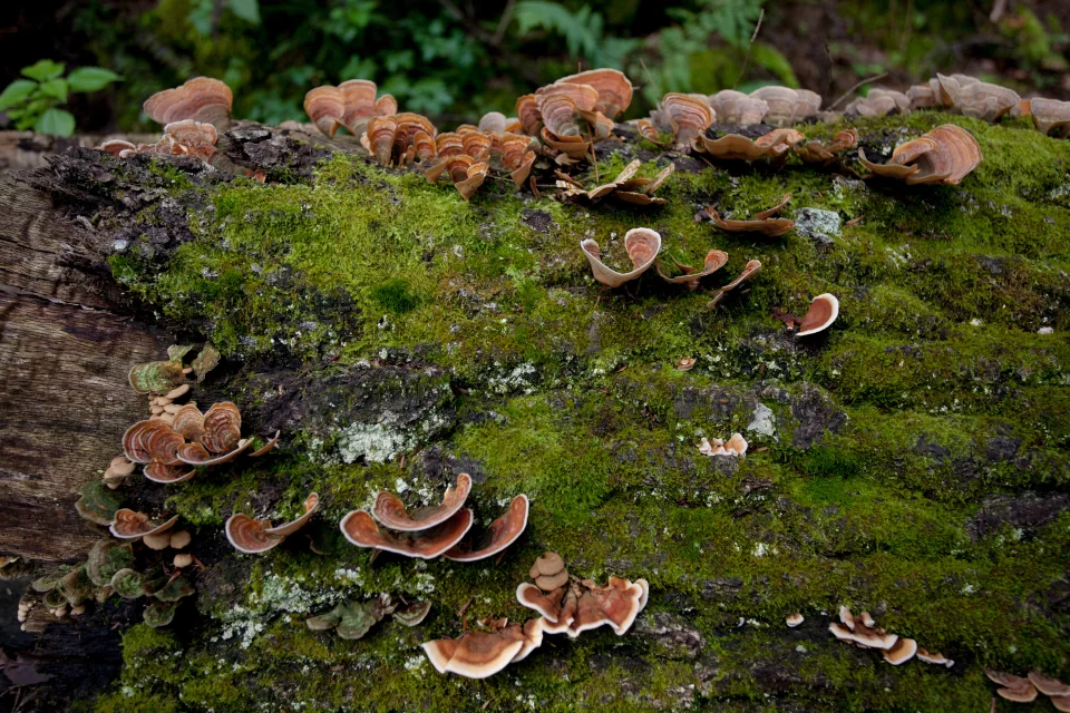 'Shrooms