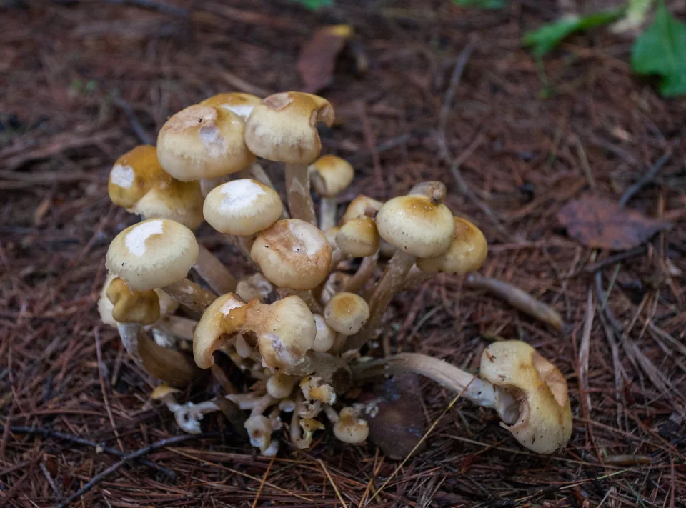 'Shrooms