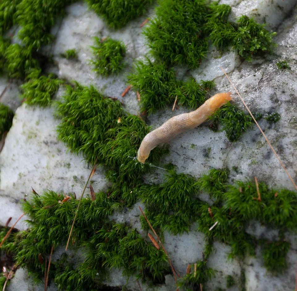 Slug
