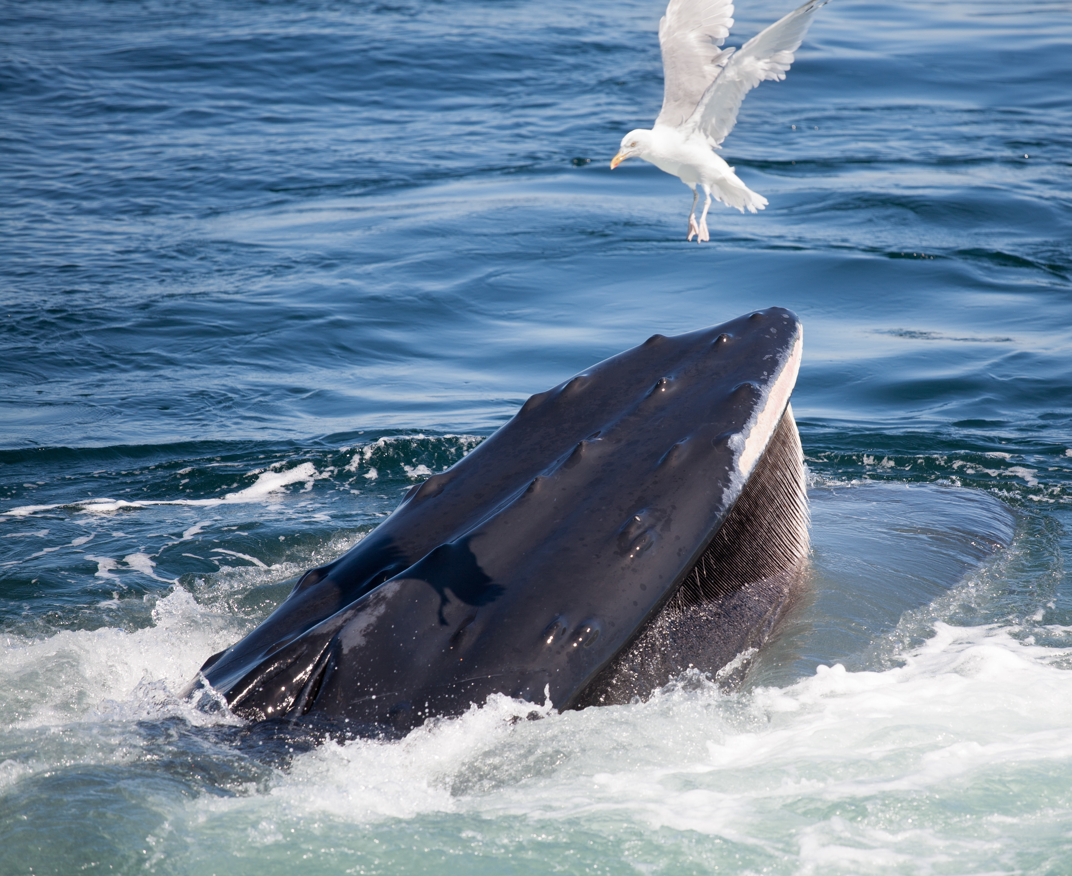 Feeding while photobombed