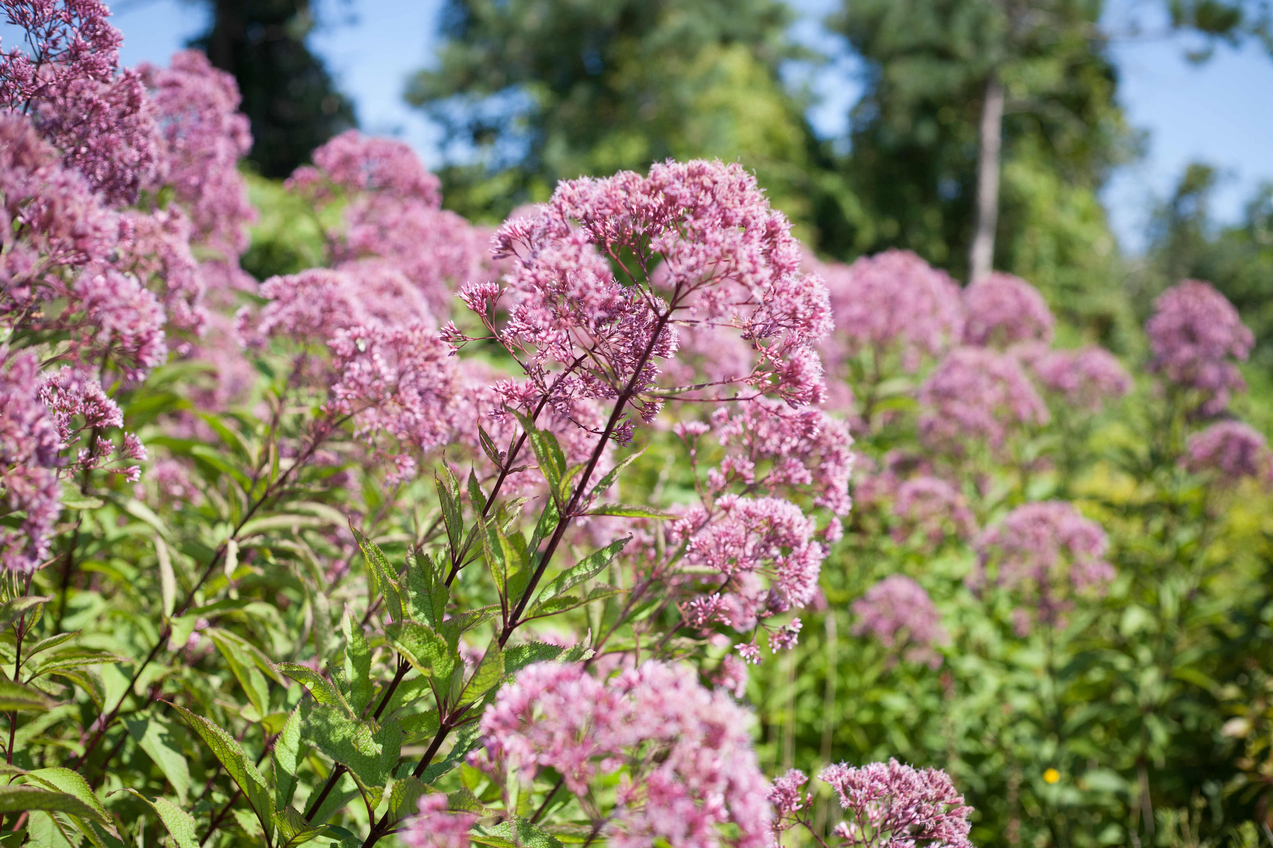 Joe Pye weed