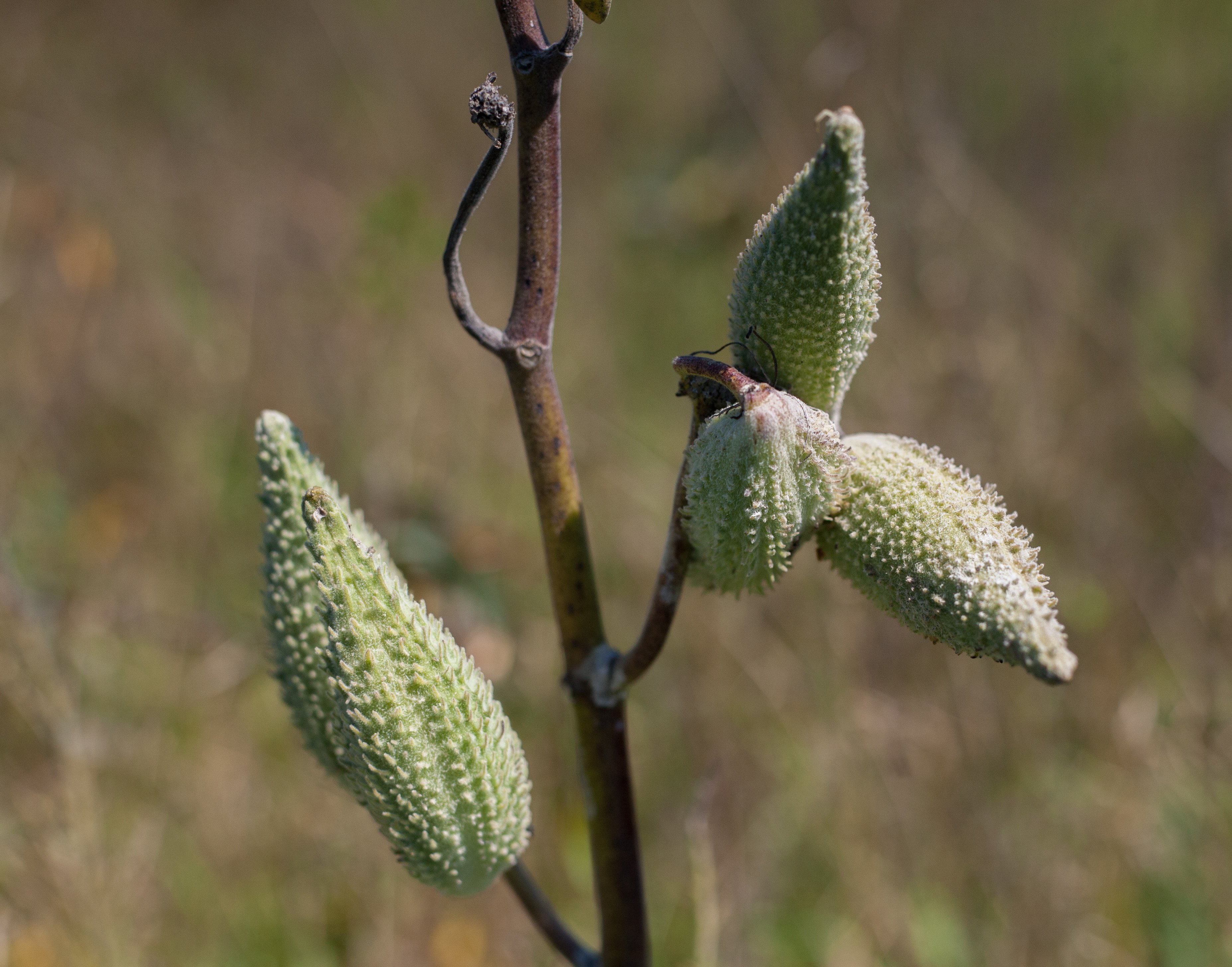 Milkweed pods with beetle
