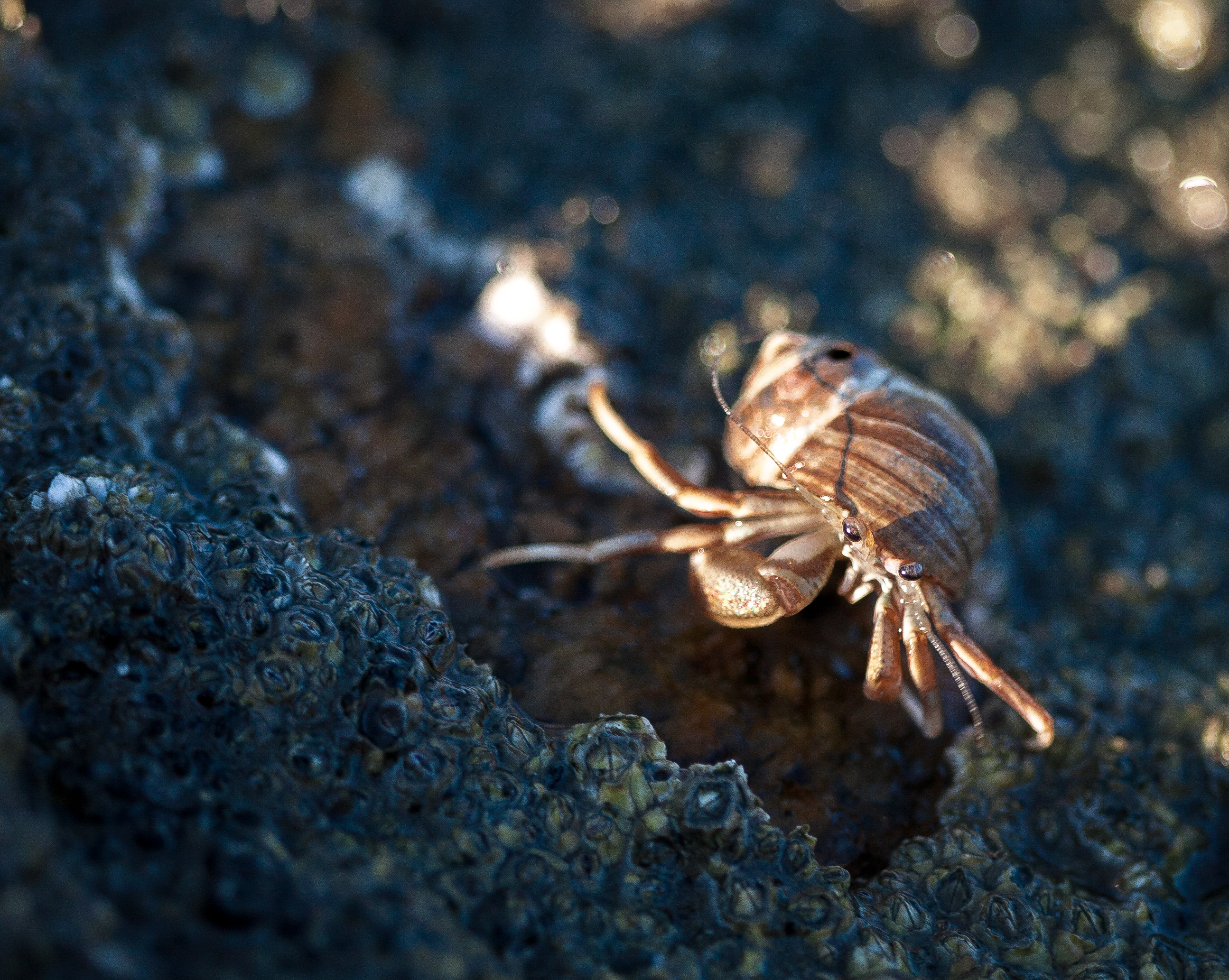 Hermit crab on barnacles