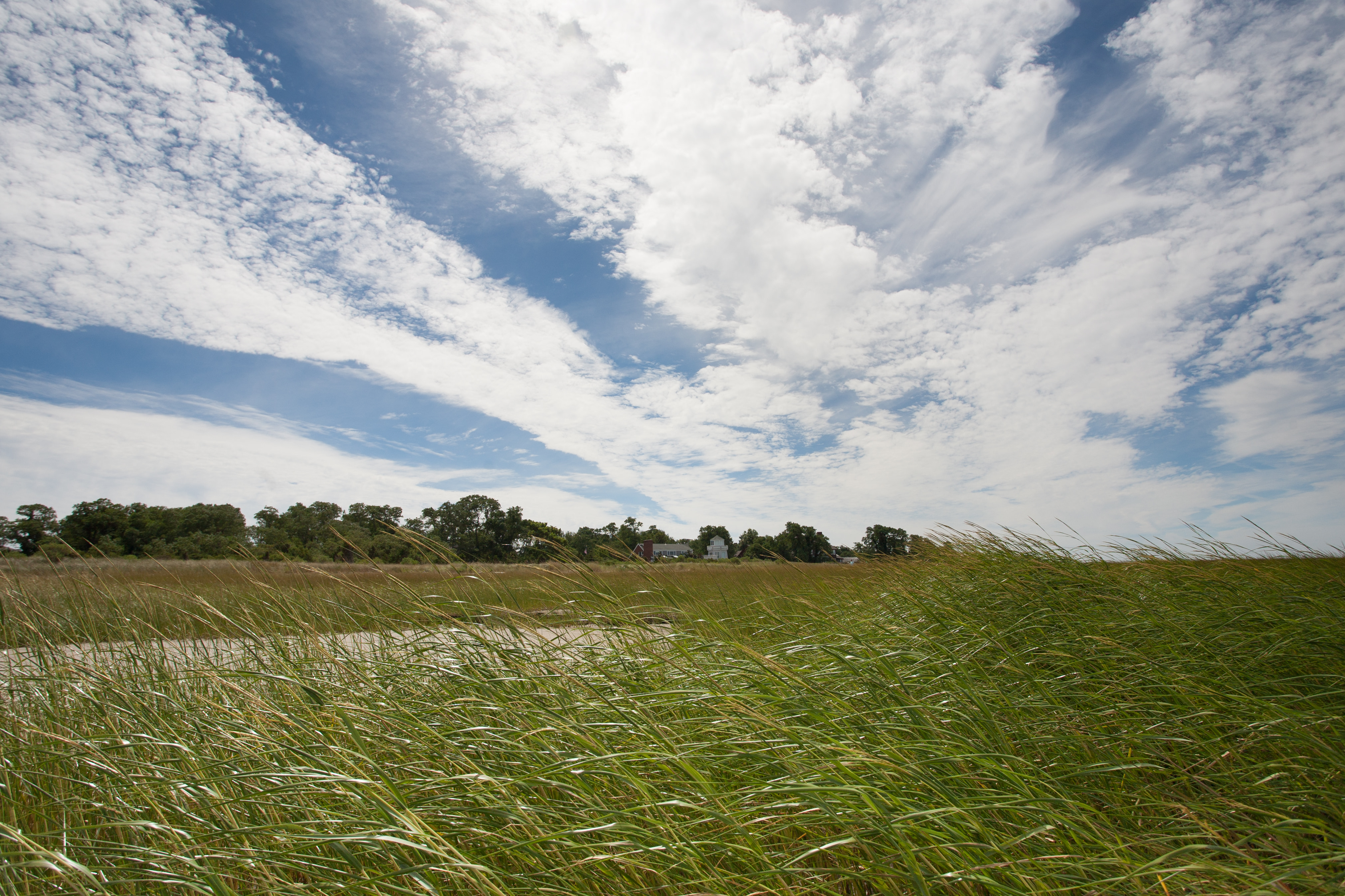 Salt marsh grass and sky