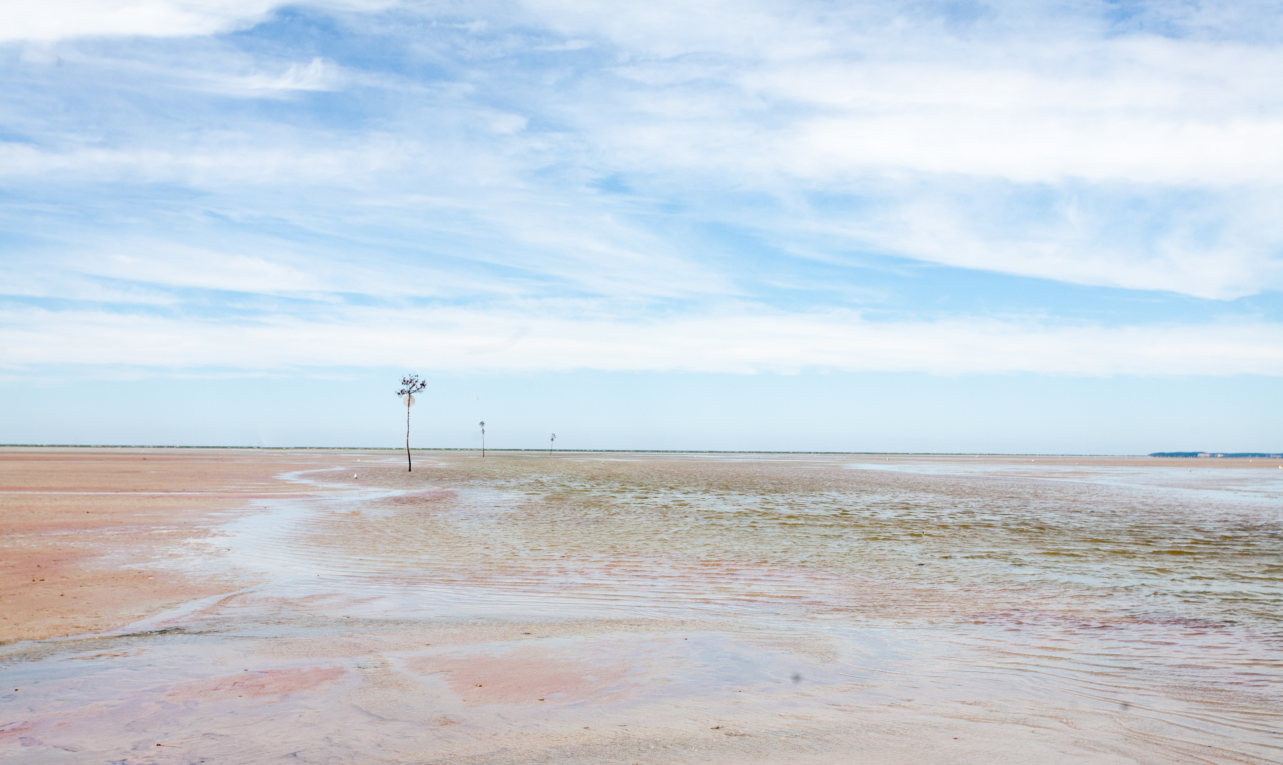 Tidal flat expanse