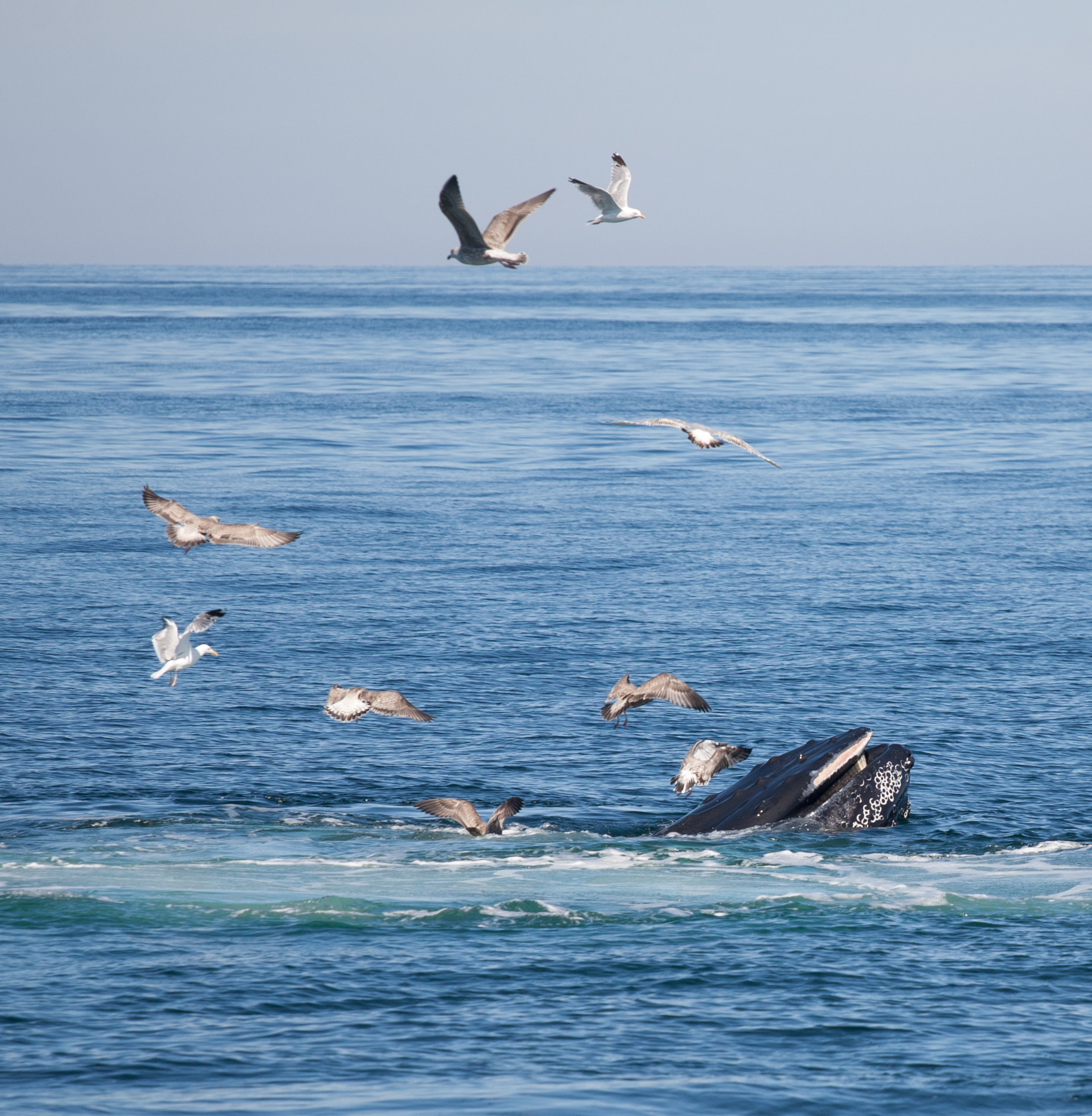 Humpback whale and gulls