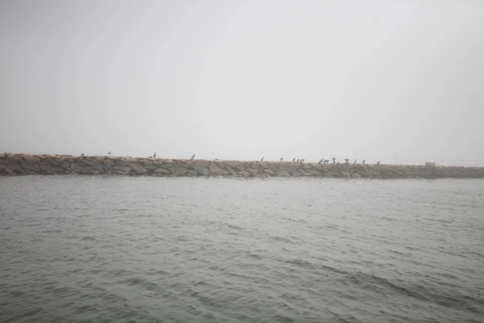 Birds on a rock
