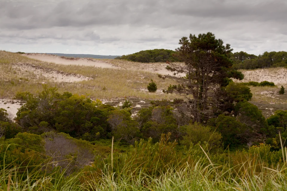 Dune landscape