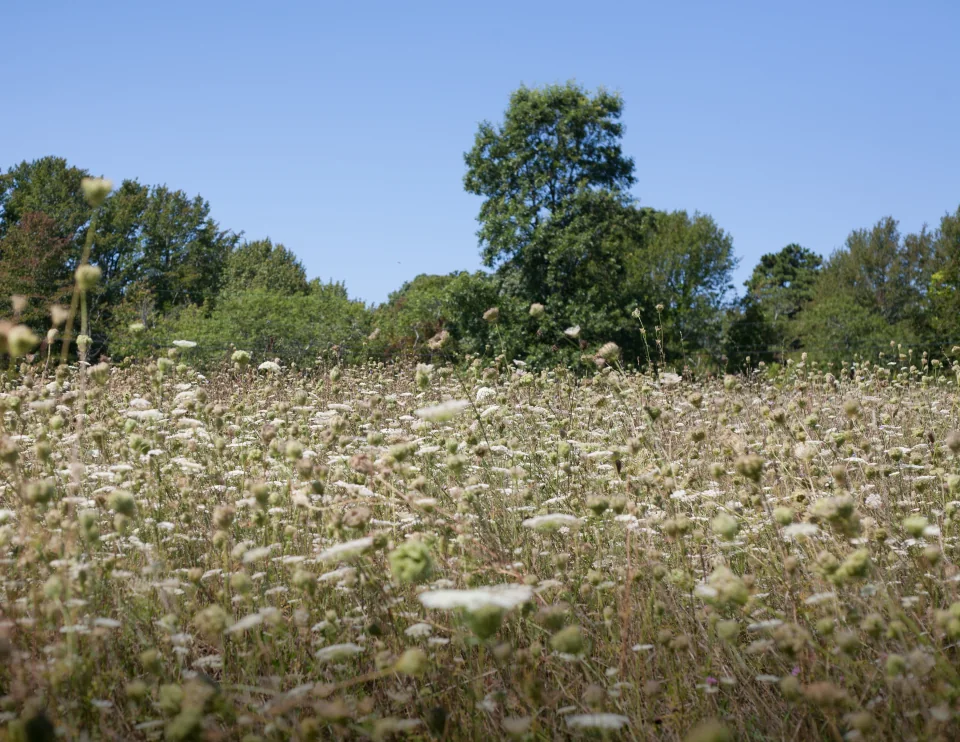 Queen Anne's lace field