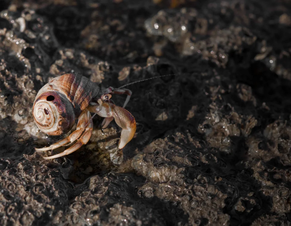 Hermit crab