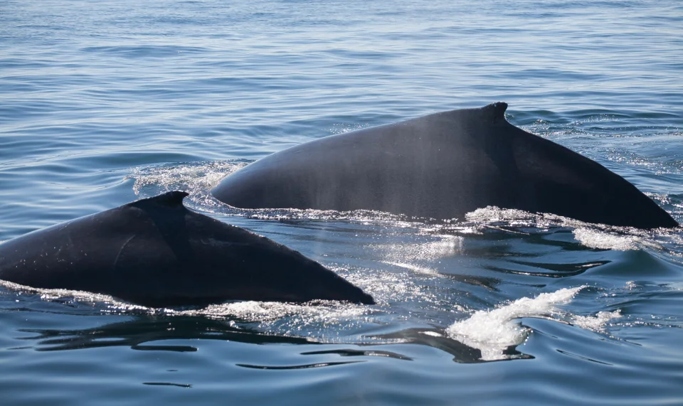 Mother and calf