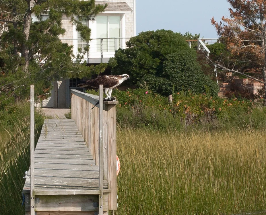 Osprey