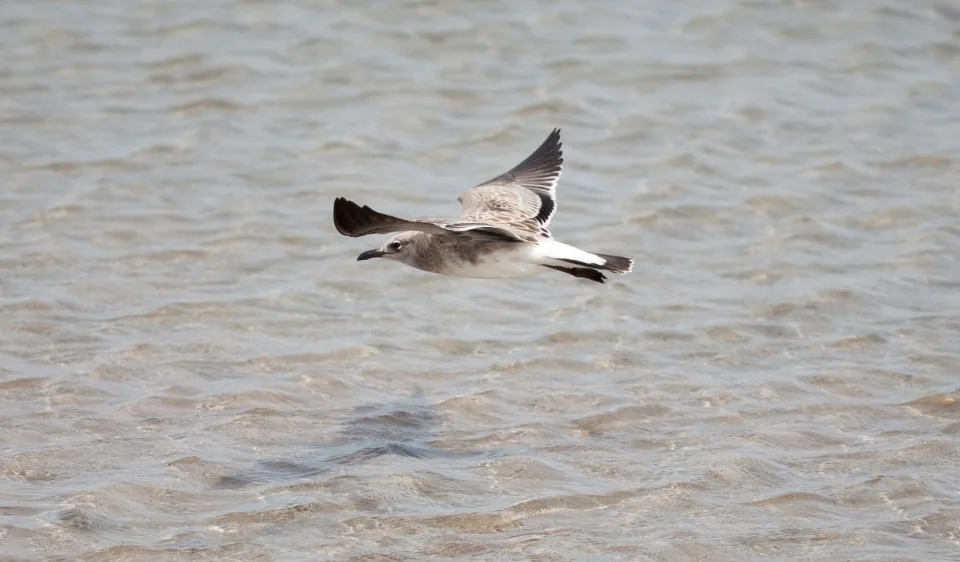 Seagull