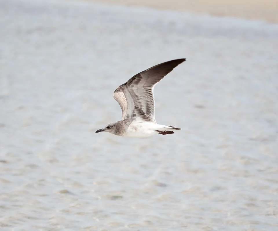 Seagull