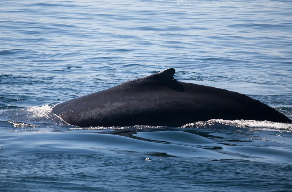 Whale back