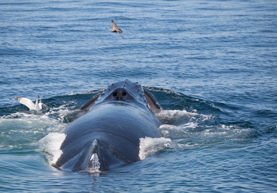 Whale back