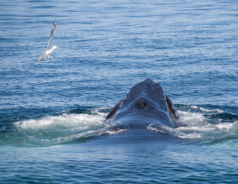 Whale head