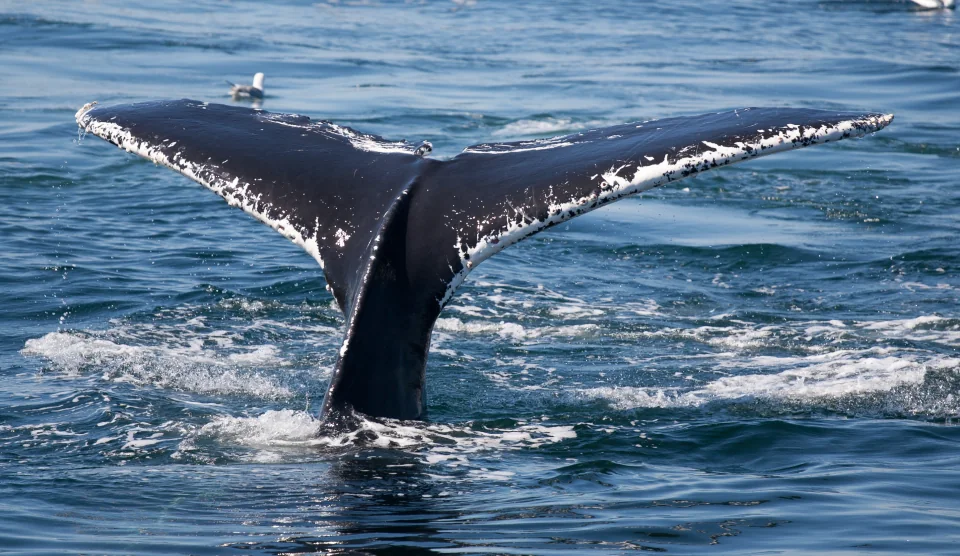 Whale tail