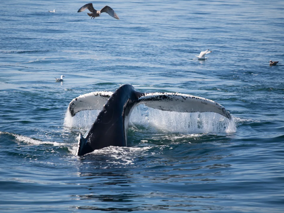 Whale tail