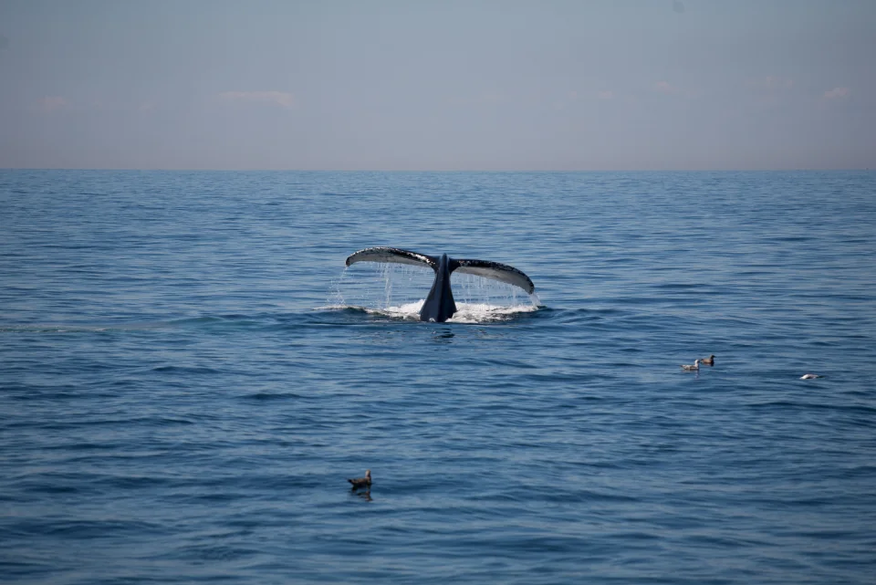 Whale tail