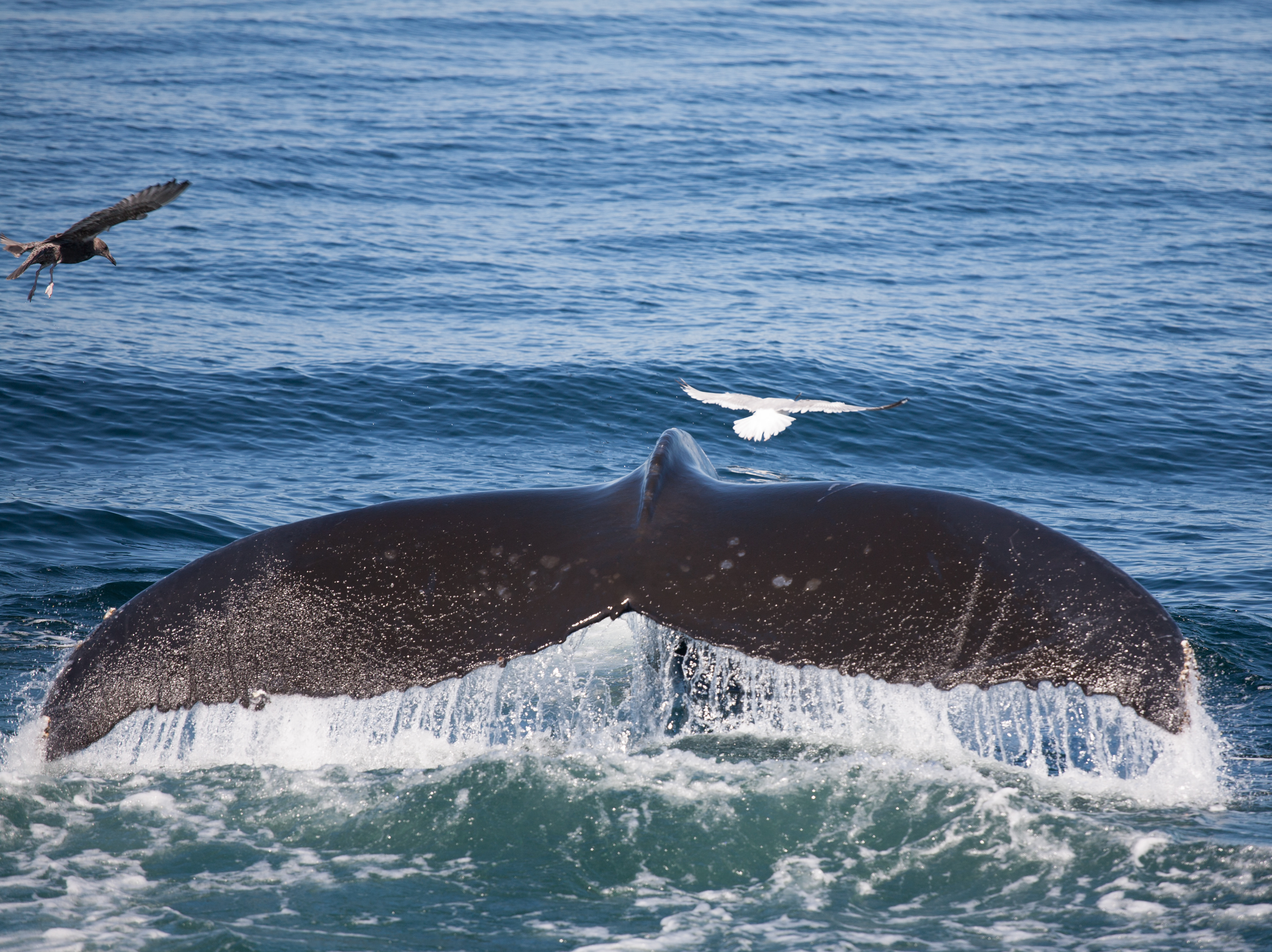 Whale tail