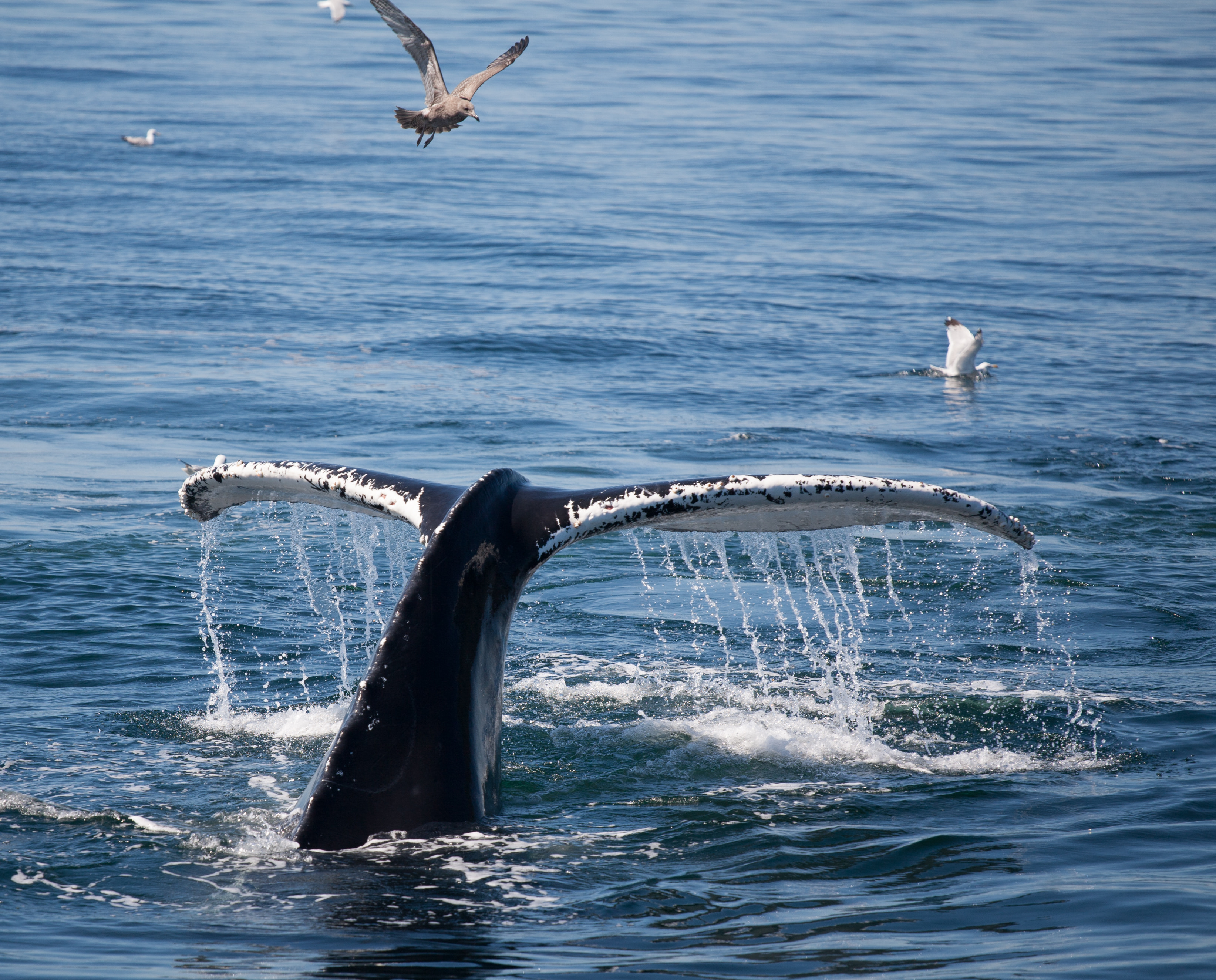 Whale tail
