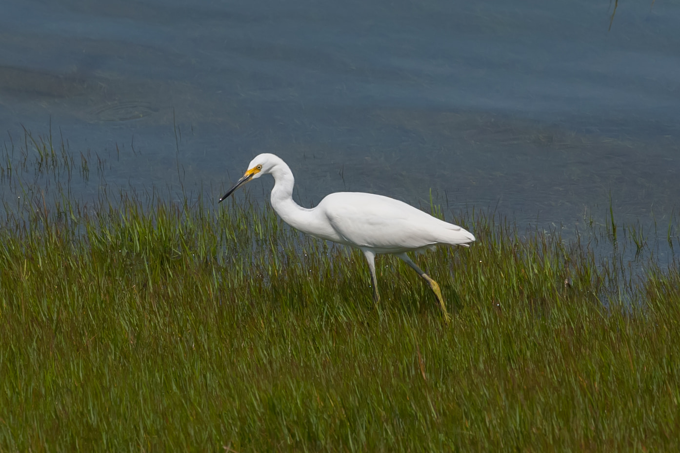 Snowy egret hunting