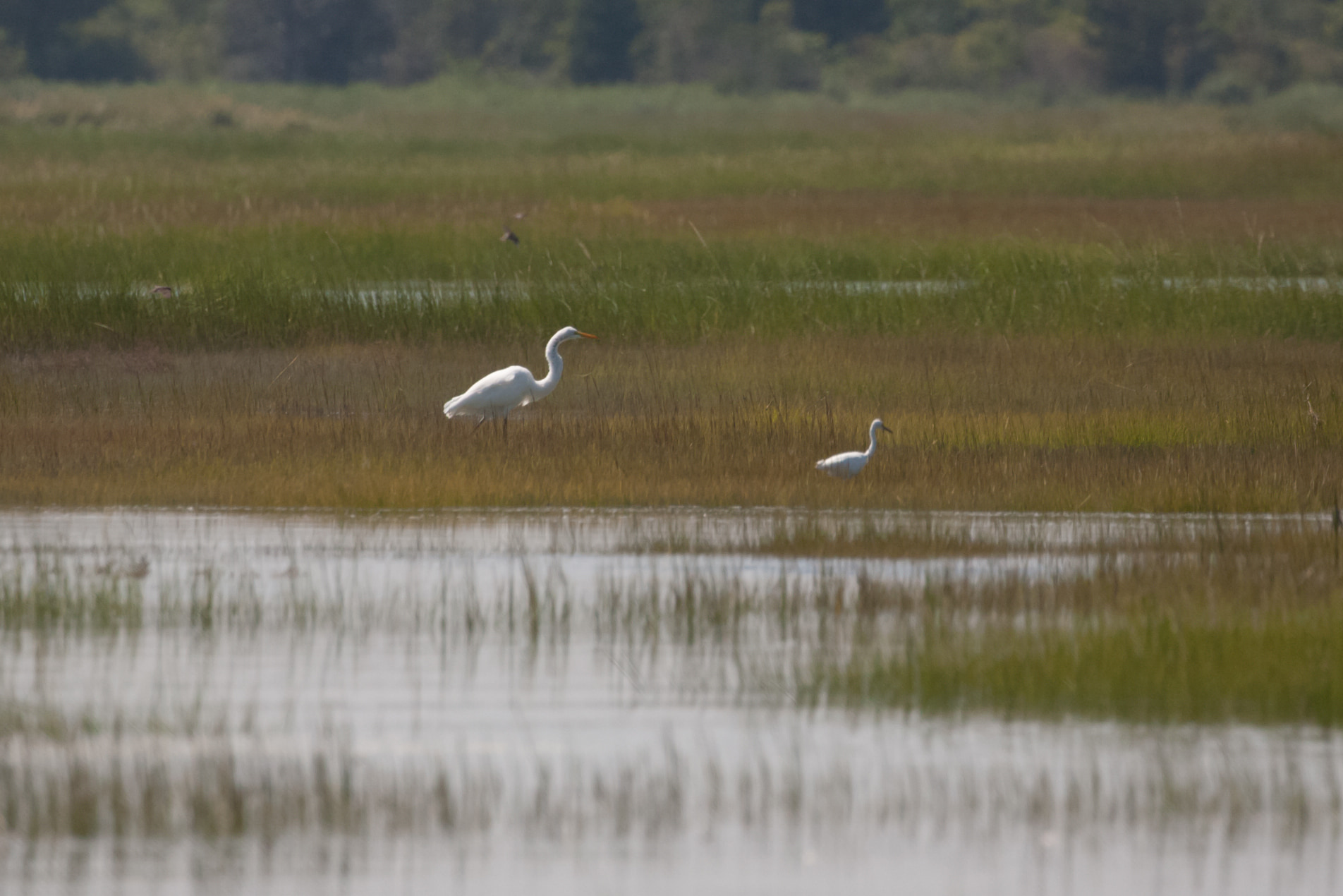 Egrets in salt marsh