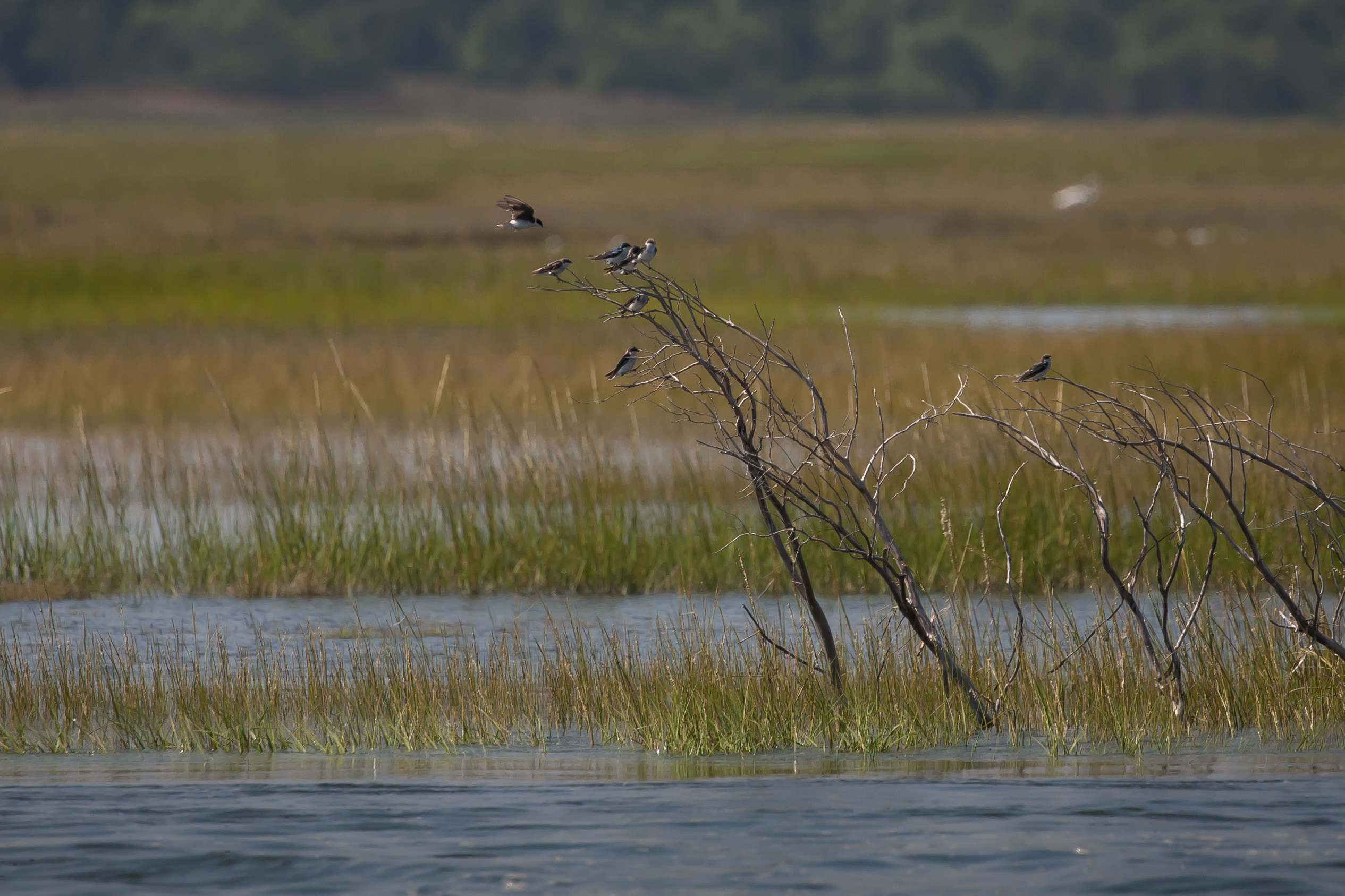 Swallows on dead branch