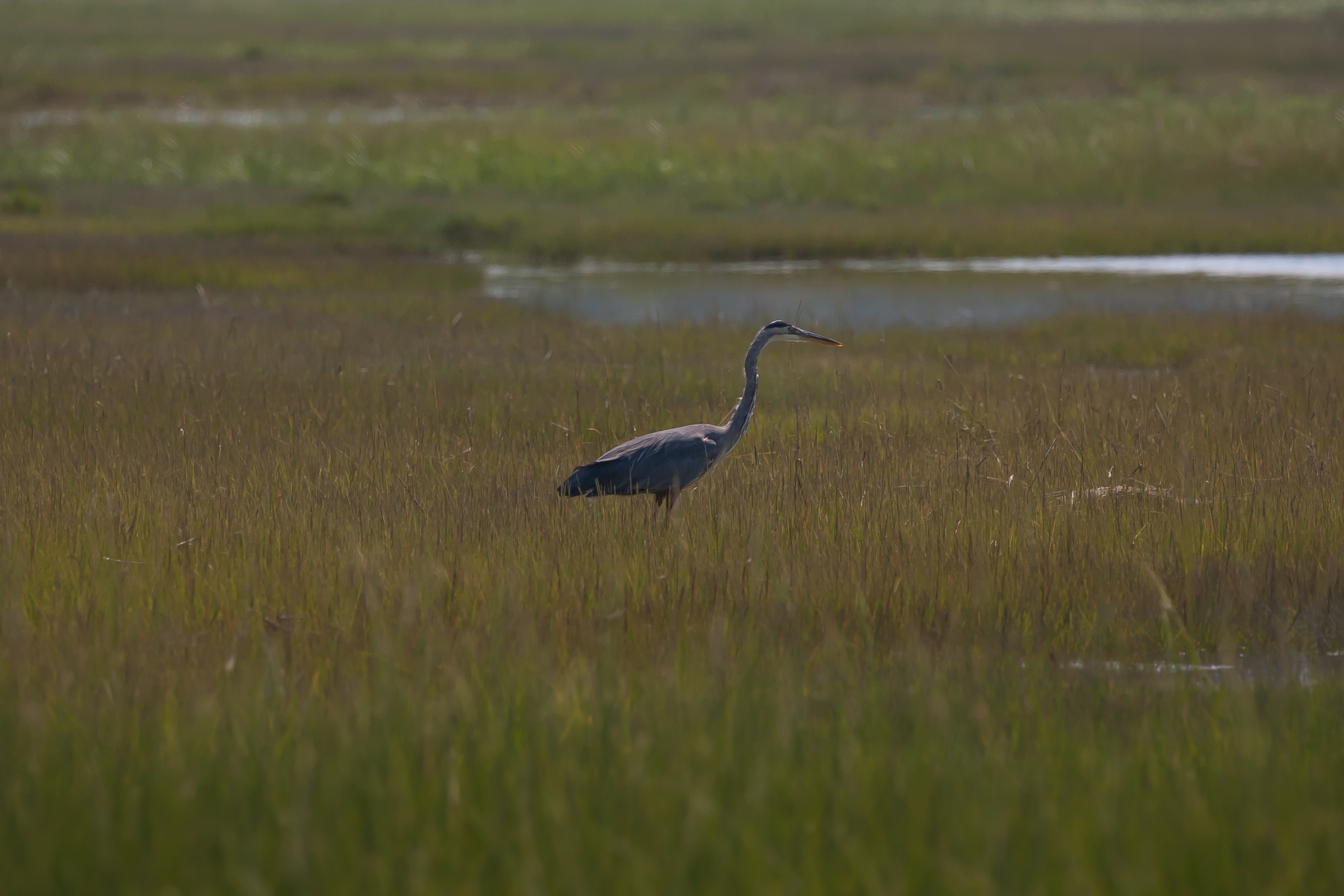 Great blue heron in marsh