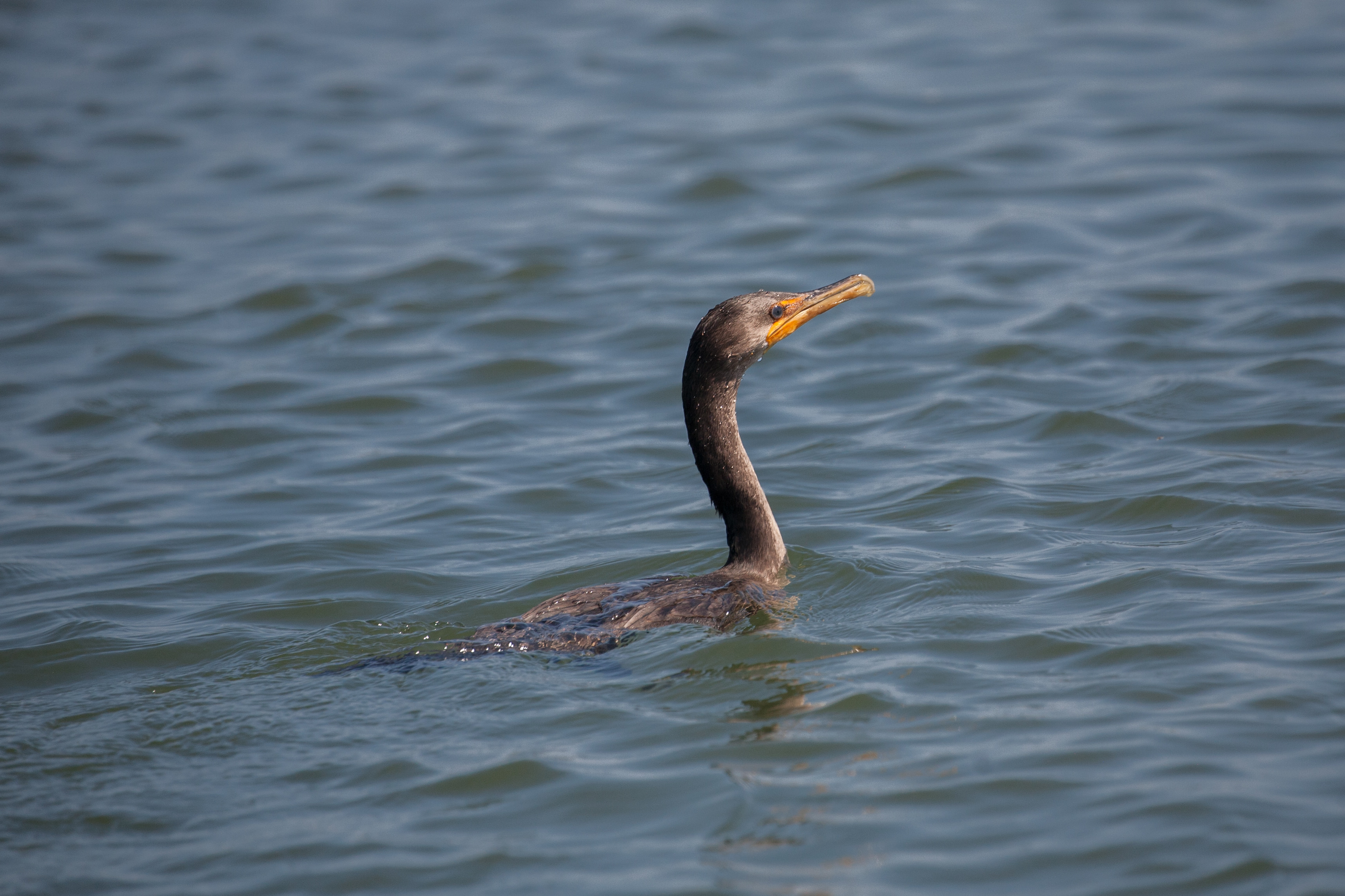 Cormorant swimming