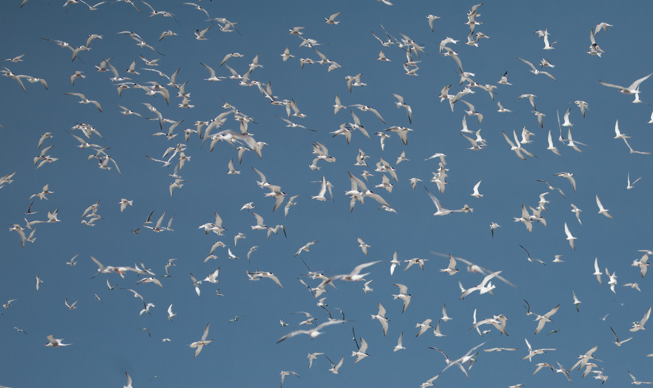 Tern flock in flight