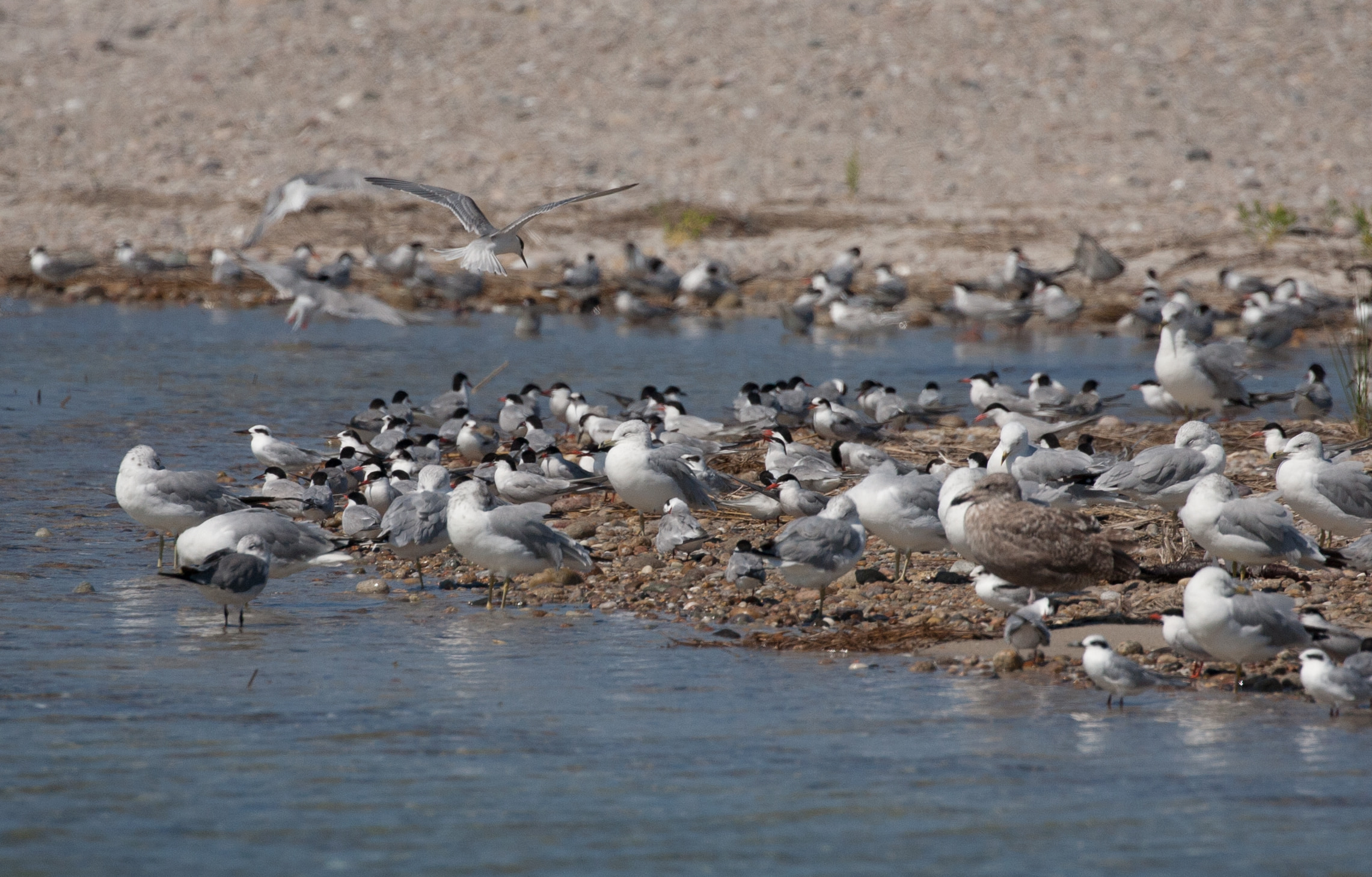 Tern and gull colony