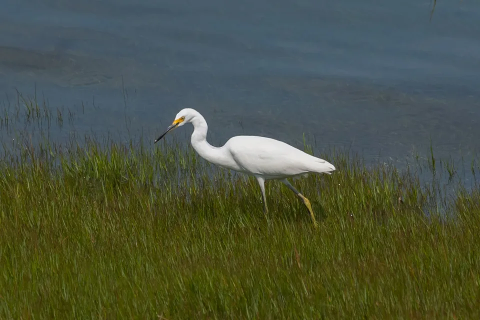 Snowy egret hunting