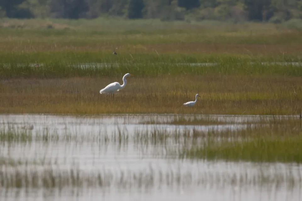Egrets in salt marsh