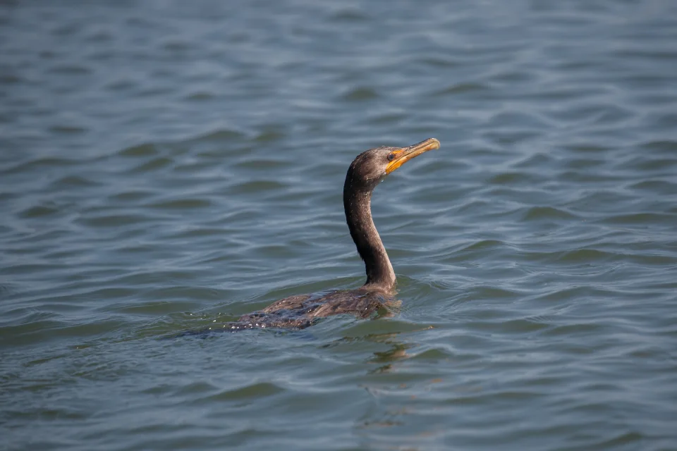 Cormorant swimming